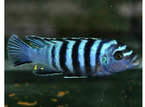 PSEUDOTROPHEUS ELONGATUS 4-5