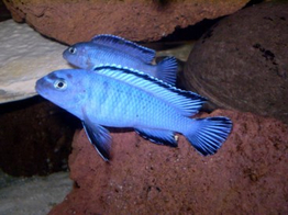 PSEUDOTROPHEUS SOCOLOFI 4-5