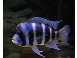 CYPHOTILAPIA FRONTOSA 4-5