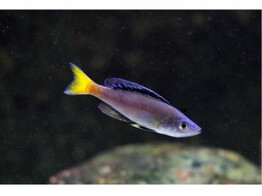 CYPRICHROMIS LEPTOSOMA NPULUNGU 5-6