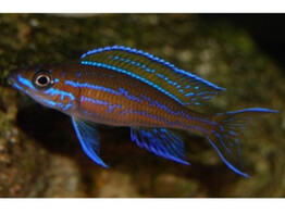 PARACYPRICHROMIS NIGRIPINNIS BLUE NEON 3-4