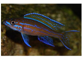 PARACYPRICHROMIS NIGRIPINNIS BLUE NEON 4-5