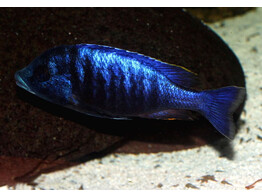 PLACIDOCHROMIS ELECTRA BLACK FACE fort maguire 4