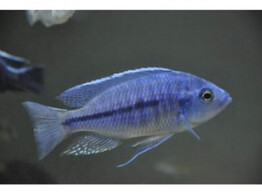 NYASSACHROMIS BOADZULU 4 5-5