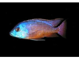 NYASSACHROMIS BOADZULU 5 5-7