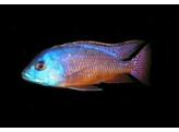 NYASSACHROMIS BOADZULU 5 5-7