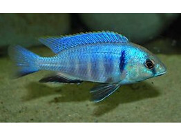 PLACIDOCHROMIS ELECTRA 3