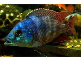 PLACIDOCHROMIS MILOMO/LABROSUS SUPER VC 10 4-5