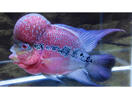 CICHLASOMA SP. FLOWERHORN 5-6