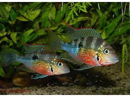 THORICHTHYS ELLIOTI 3 5-4