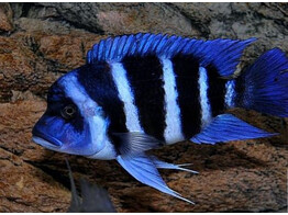 CYPHOTILAPIA GIBBEROSA BLUE ZAIRE MOBA 3 5-4 5