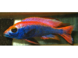 HAPLOCHROMIS AHLI  SCIAEN. FRYERI  RED TOP 4-5