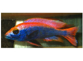 HAPLOCHROMIS AHLI  SCIAEN. FRYERI  RED TOP 4-5