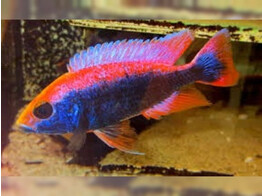 HAPLOCHROMIS AHLI  SCIAEN. FRYERI  RED TOP 7-9