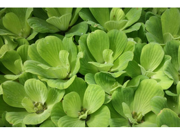 Pistia stratiotes