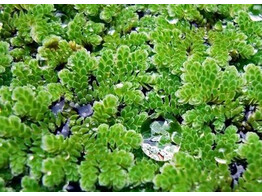 Azolla Caroliniana - portion on plate