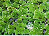 Azolla Caroliniana - portion on plate