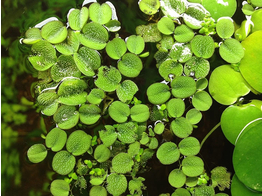 Salvinia minima - portion on plate