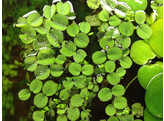 Salvinia minima - portion on plate