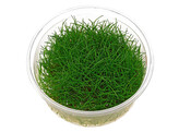 Eleocharis parvula   Vroeger  E. acicularis   in vitro 