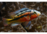 HAPLOCHROMIS ROCK KRIBENSIS 4