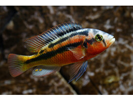 HAPLOCHROMIS ROCK KRIBENSIS 4