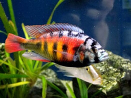 HAPLOCHROMIS SP. CH44 4-5