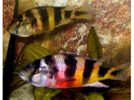 HAPLOCHROMIS OBLIQUIDENS ZEBRA 4-4 5