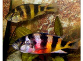 HAPLOCHROMIS OBLIQUIDENS ZEBRA 4-4 5