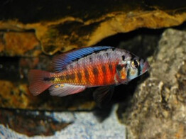 HAPLOCHROMIS/PUNDAMILIA NYEREREI RED FLANK 4