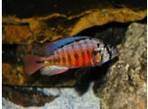 HAPLOCHROMIS/PUNDAMILIA NYEREREI RED FLANK 4