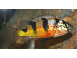 HAPLOCHROMIS LATIFASCIATUS 4