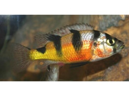 HAPLOCHROMIS LATIFASCIATUS 5-6