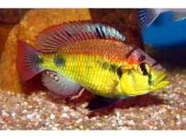 HAPLOCHROMIS YELLOW BELLY 4