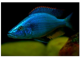 DIMIDIOCHROMIS COMPRESSICEPS ZAIRE 4 5-5 5