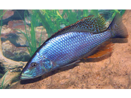 DIMIDIOCHROMIS COMPRESSICEPS 4 5-5 5