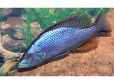 DIMIDIOCHROMIS COMPRESSICEPS 4 5-5 5