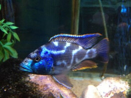 NIMBOCHROMIS LIVINGSTONII 4-5