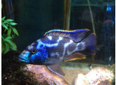 NIMBOCHROMIS LIVINGSTONII 4-5