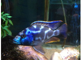 NIMBOCHROMIS LIVINGSTONII 3