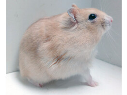 Russische hamster oranje man  /  Hamster russes orange male