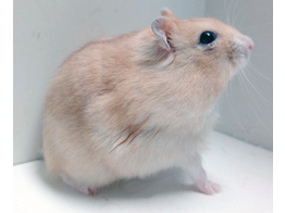 Russische hamster oranje man  /  Hamster russes orange male