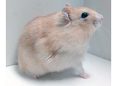 Russische hamster oranje vrouw  /  Hamster russes orange femelle