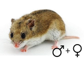 Chinese hamster beide geslachten  /  Hamster chinois deux sexes