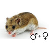 Chinese hamster beide geslachten  /  Hamster chinois deux sexes