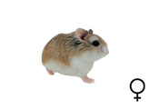 Roborovski hamster wildkl. vrouw  /  Hamster roborovski coul