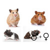 Goudhamster mix beide geslachten  /  Hamster d ore mix deux sexes