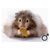 Goudhamster langhaar man  /  Hamster d ore poiles longs male