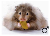 Goudhamster langhaar man  /  Hamster d ore poiles longs male