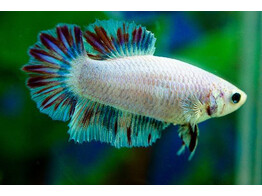 BETTA SPLENDENS HALF MOON COLOR MIX male XL